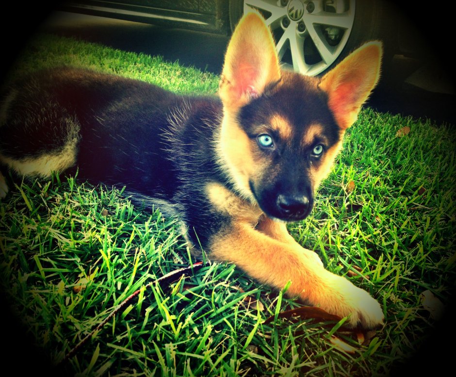 German Shepherd Husky Mix
