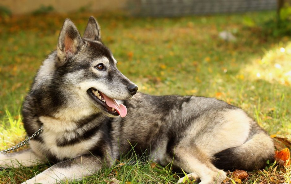 The Wolf Shepherd