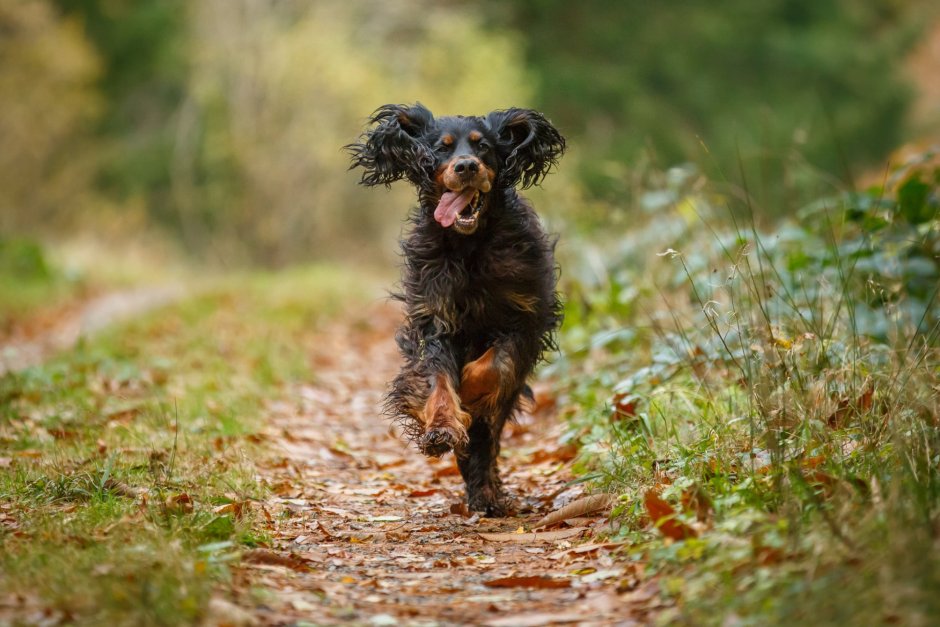 Gordon Setter порода собак