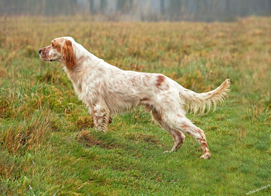 Ирландский сеттер (Irish Setter)