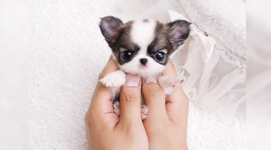 Самую при самую маленькую собачку