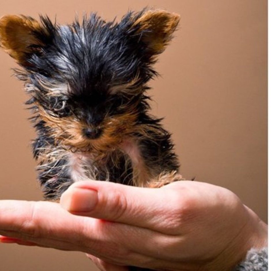 Самая маленькая собака в мире