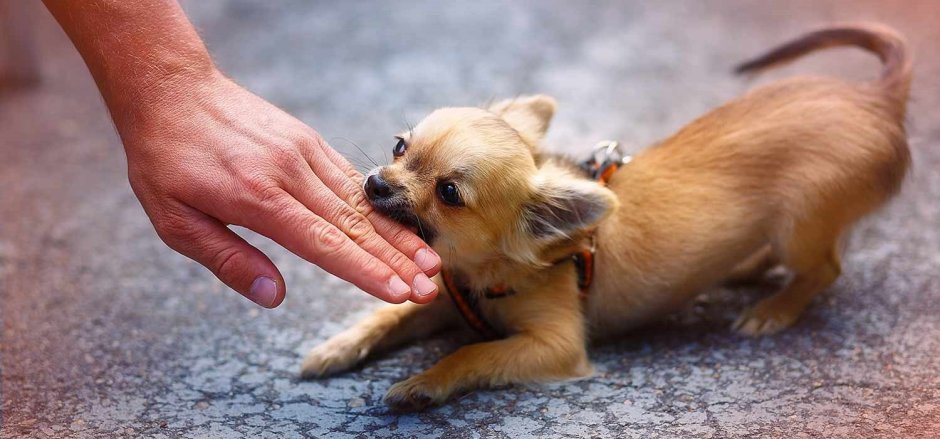 Чихуахуа ЗКС