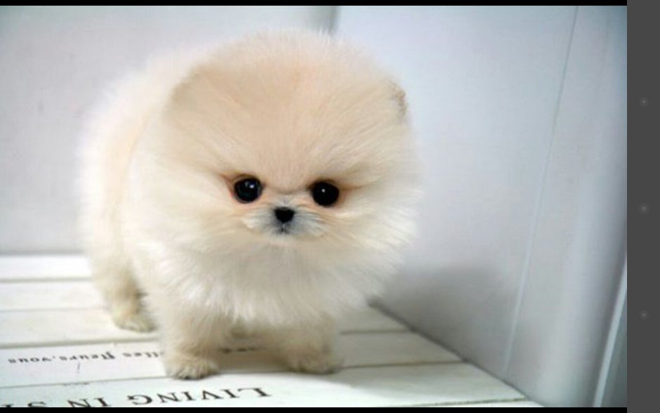 Померанский шпиц Teacup.