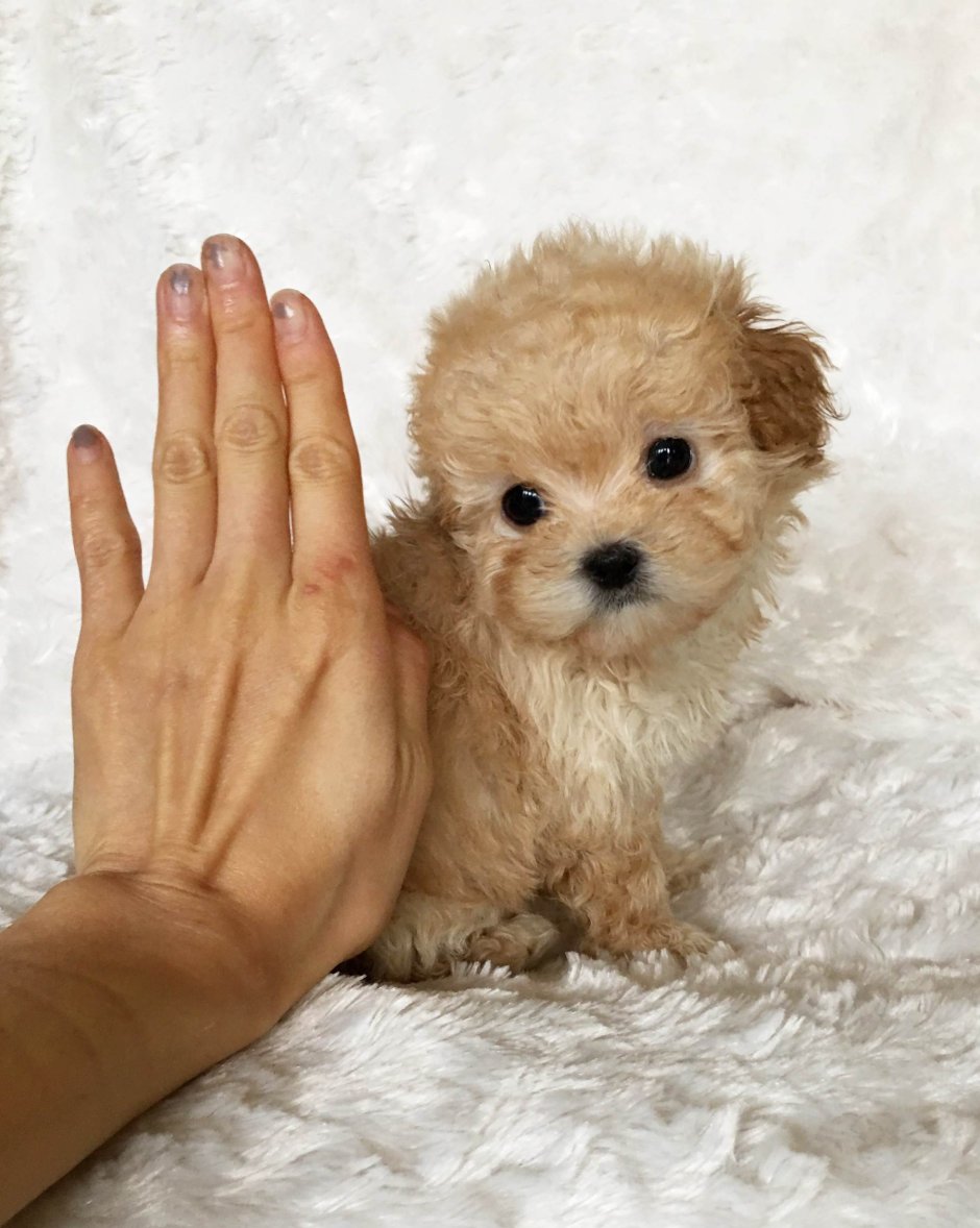 Мальтипу карликовый