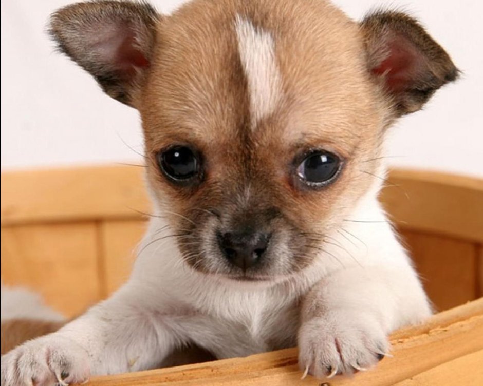 Маленькие чихуахуа