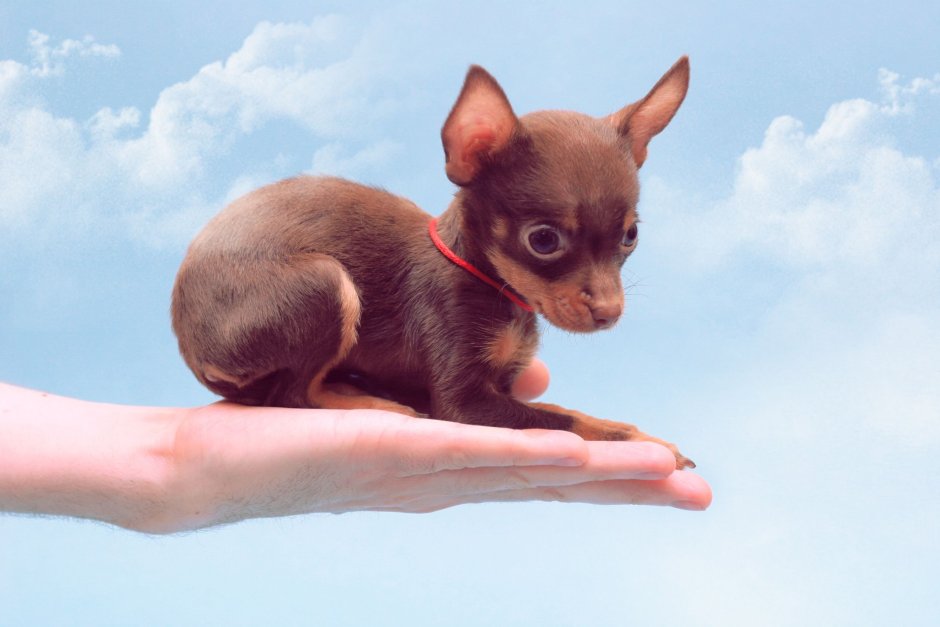 Собака мини той терьер