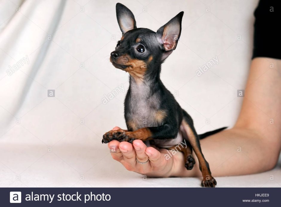 Карликовый гладкошерстный той терьер