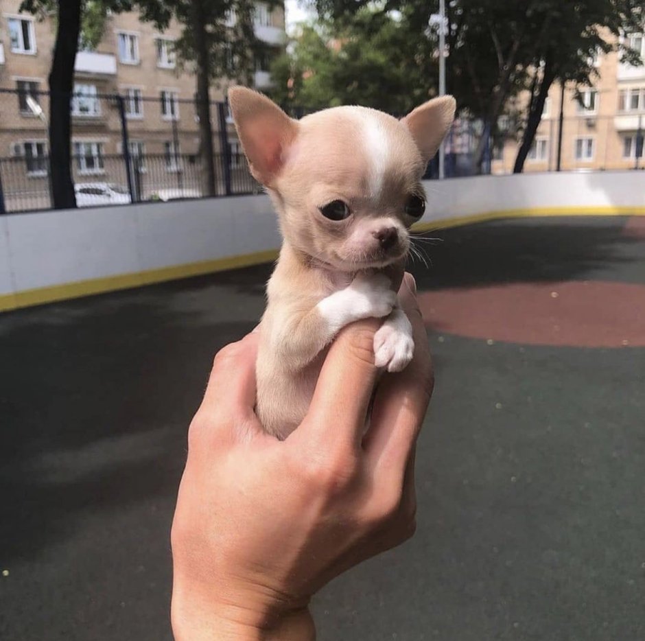 Микро мини чихуахуа