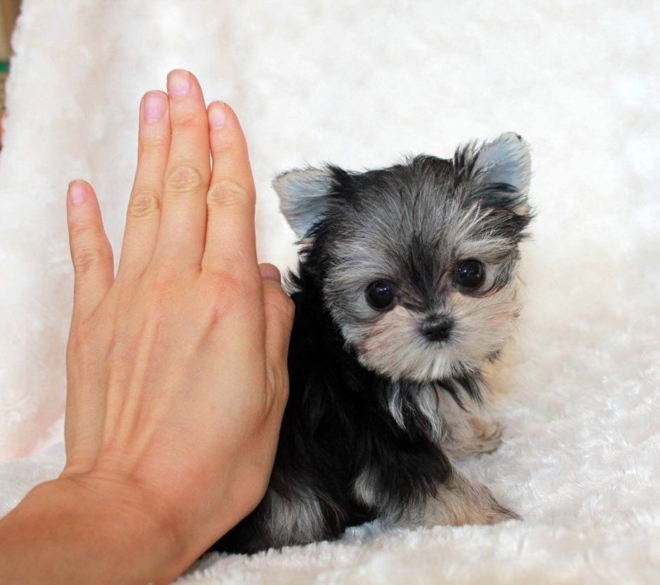 Micro Morkie Puppy