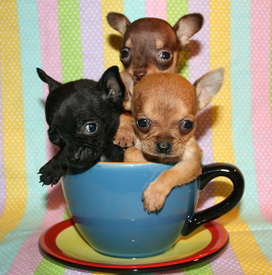 Чихуахуа Teacup