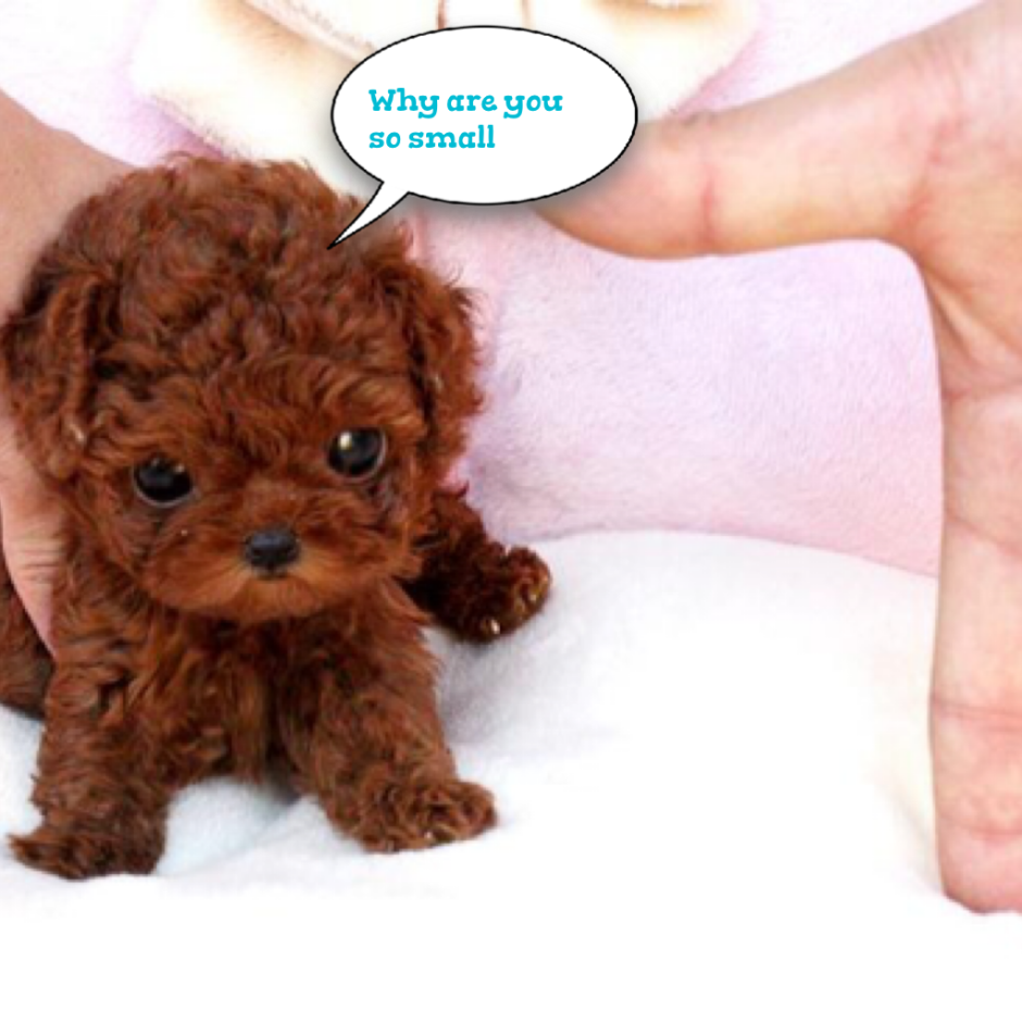 Тикап Тедди пудель