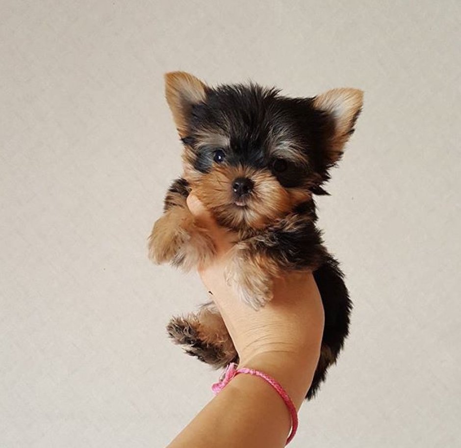 Супер мини Йоркширский терьер