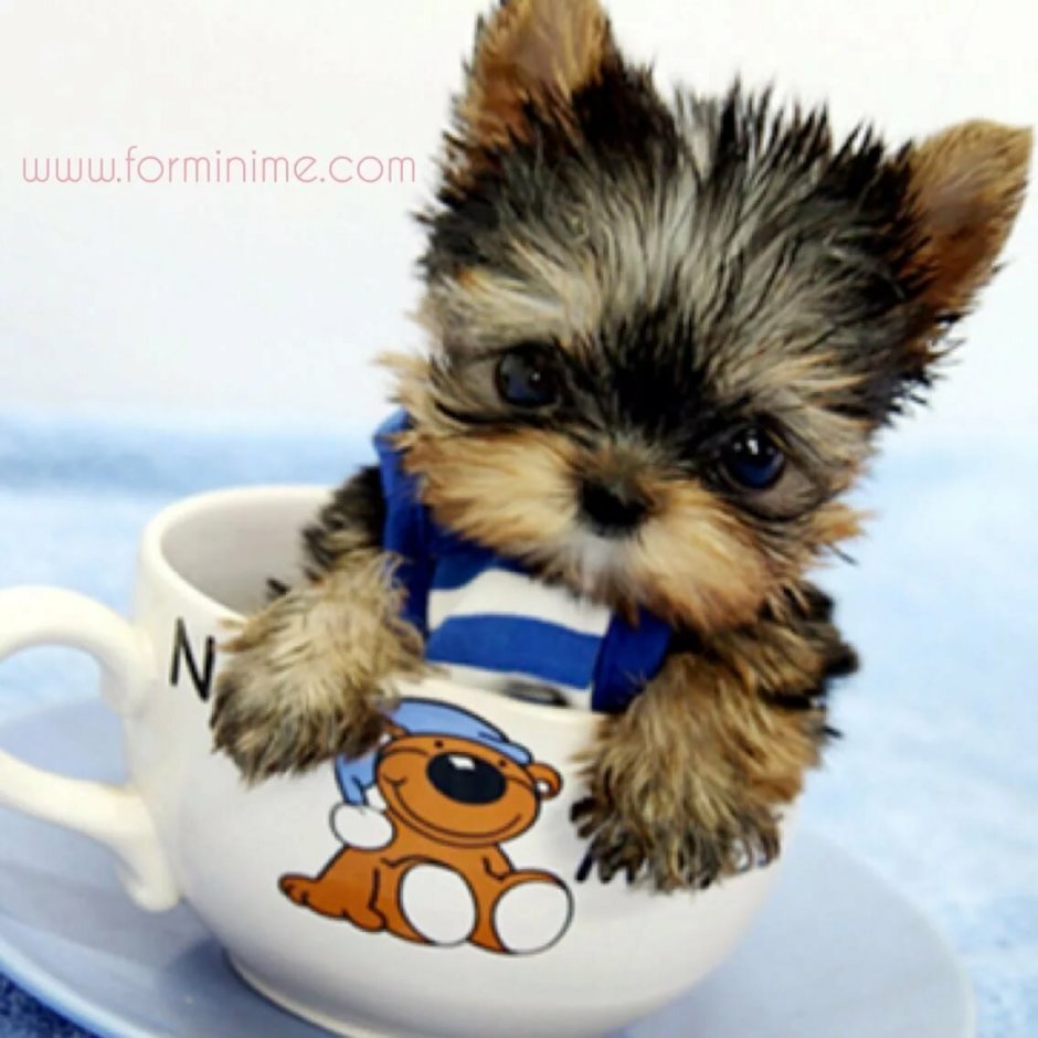 Померанский Йорик