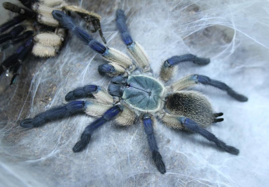 Human-Spider Pet