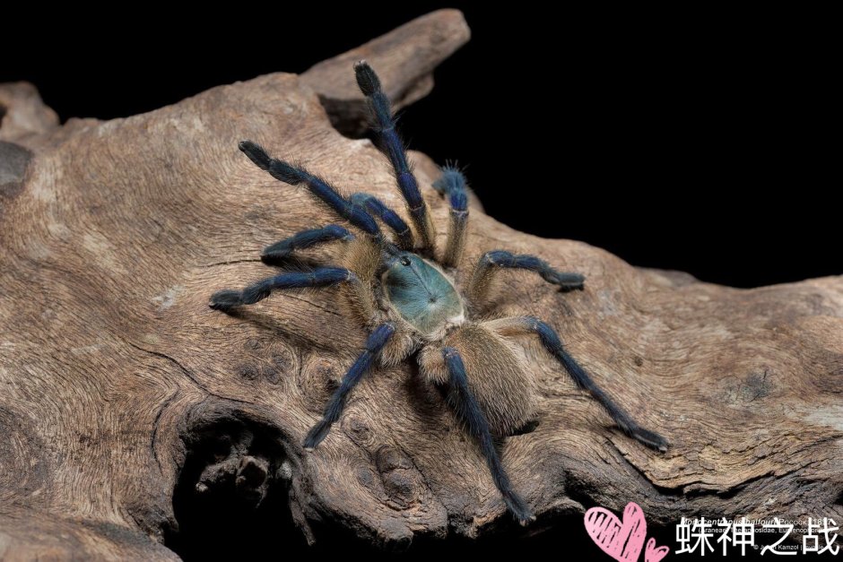 Monocentropus balfouri