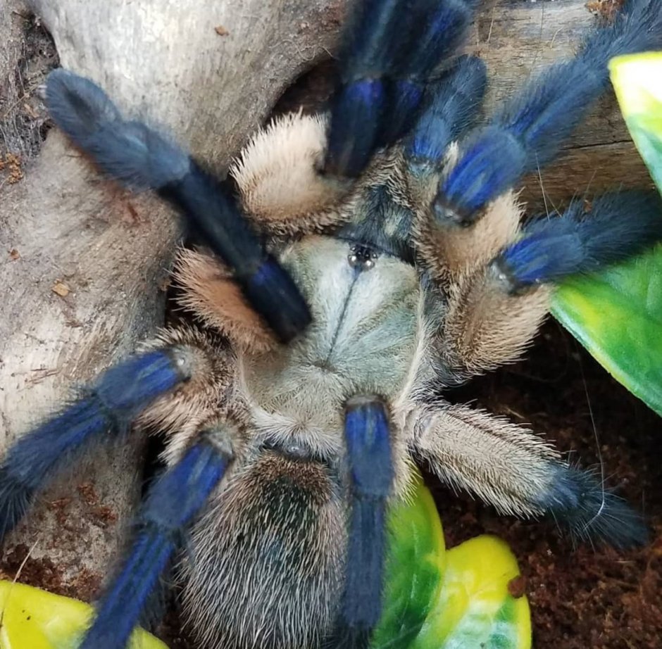 Monocentropus balfouri l4