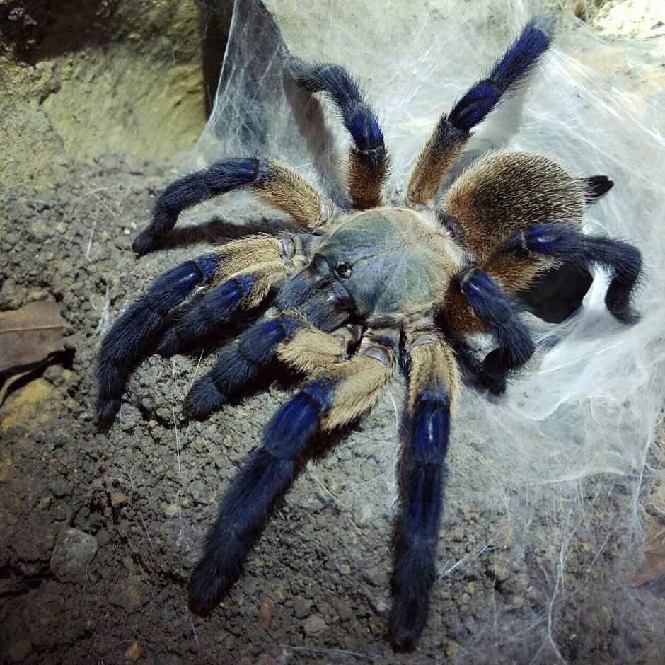 Monocentropus balfouri l4
