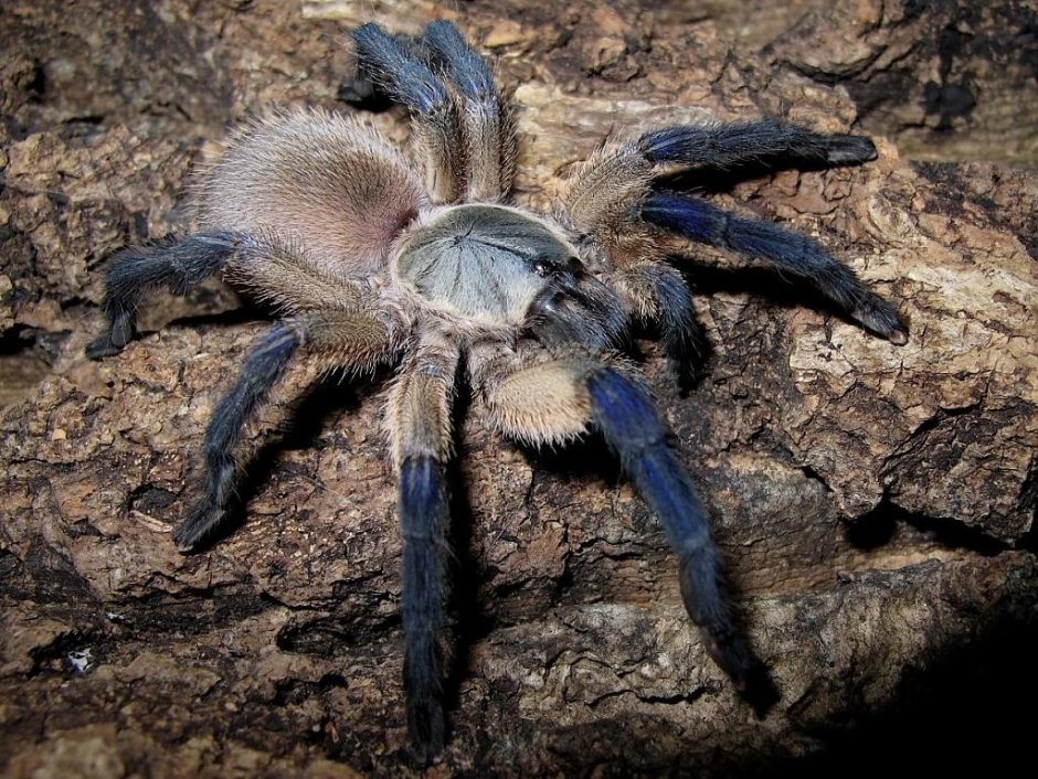 Паук птицеед Monocentropus balfouri