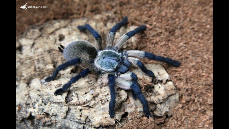 Monocentropus balfouri самец