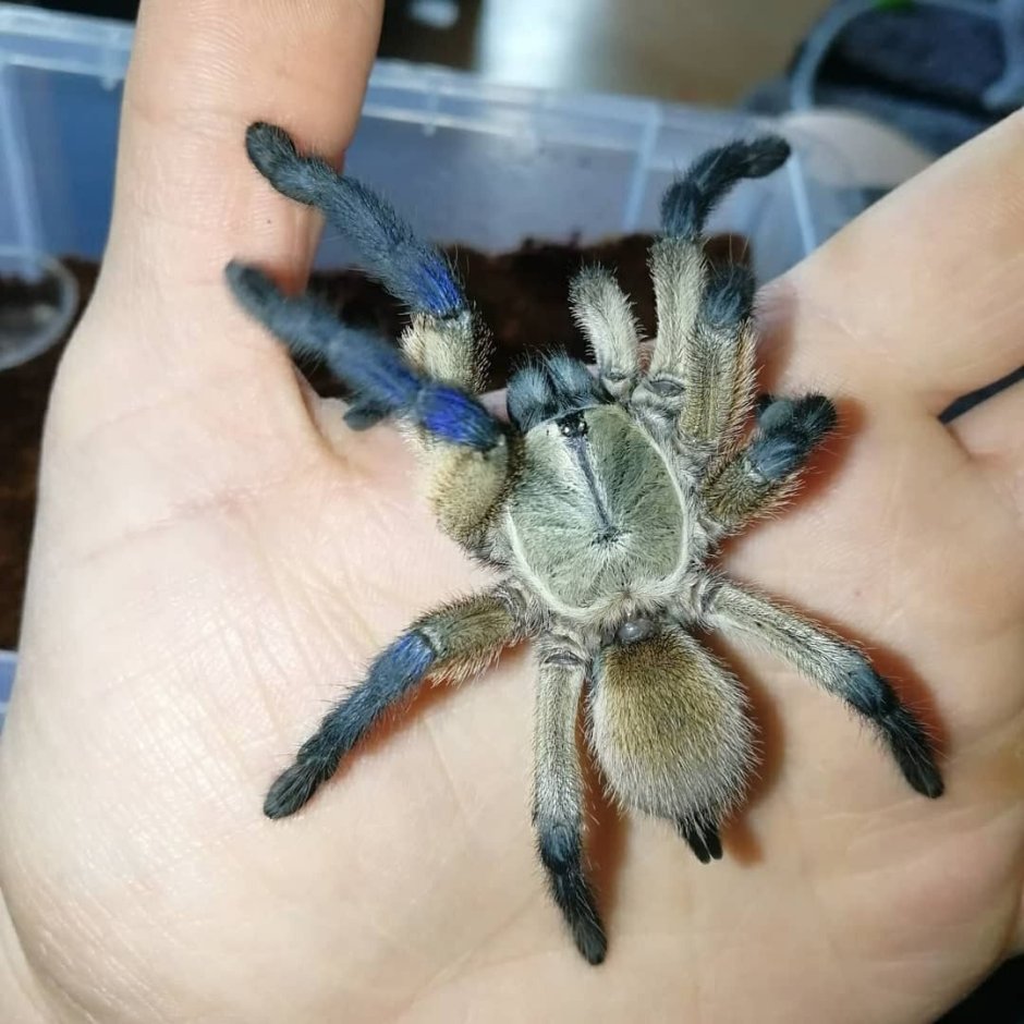 Monocentropus balfouri