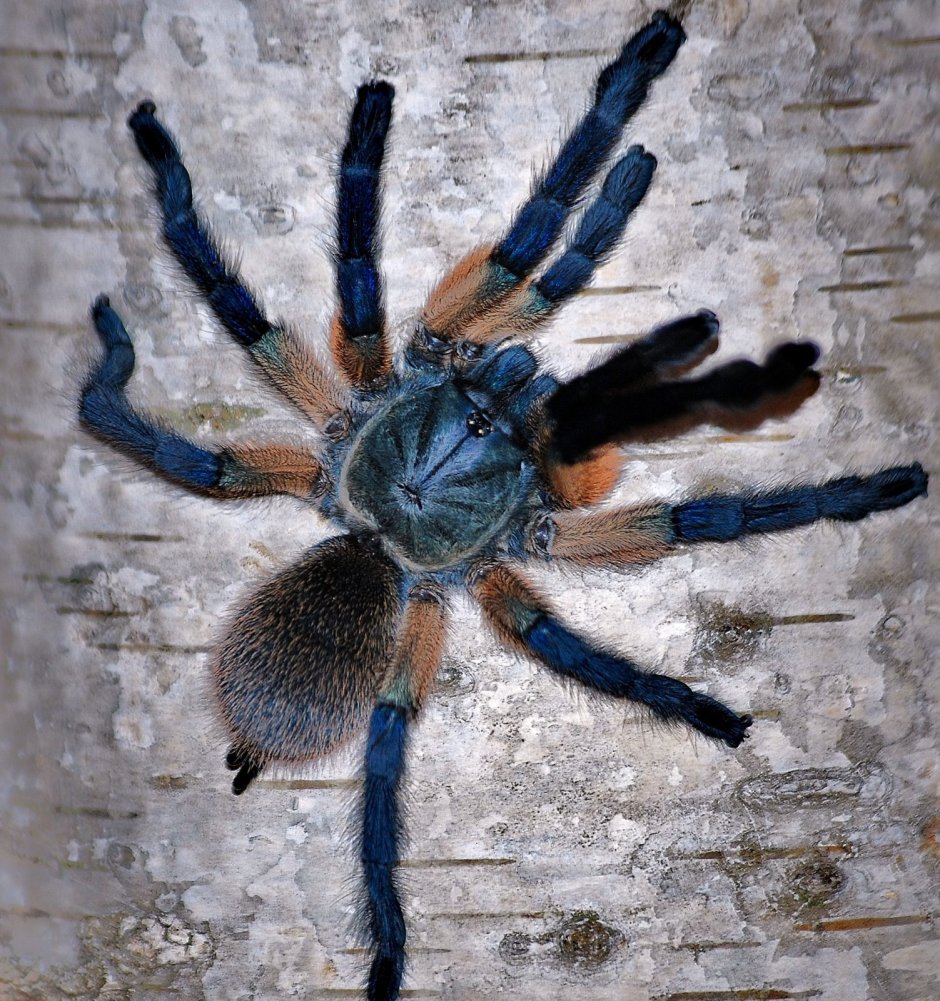Monocentropus longimanus