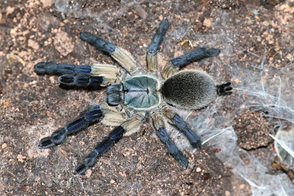 Balfouri паук