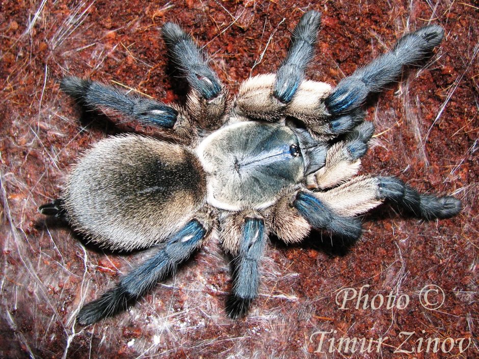 Monocentropus balfouri колония