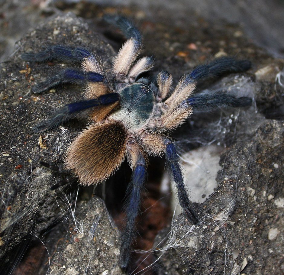 Monocentropus balfouri паутина