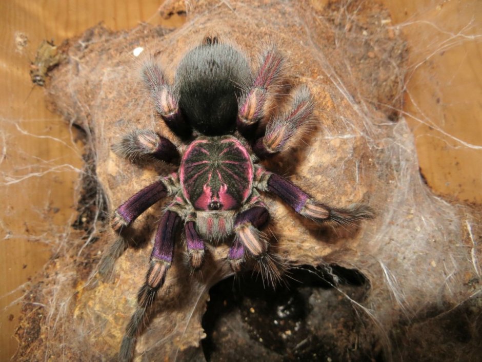 Паук-птицеед геникулята Acanthoscurria geniculata