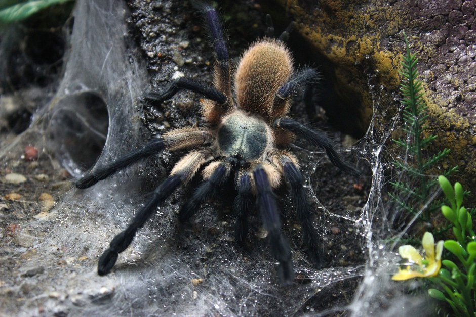 Monocentropus balfouri l4