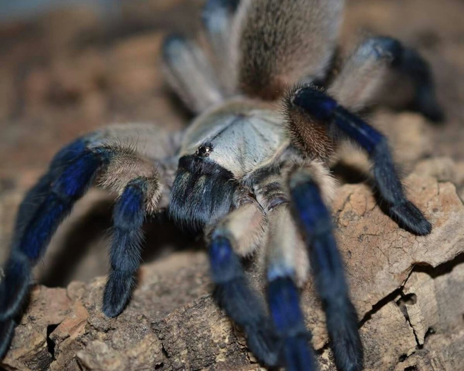 Monocentropus balfouri