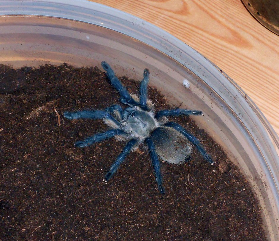 Monocentropus balfouri самка