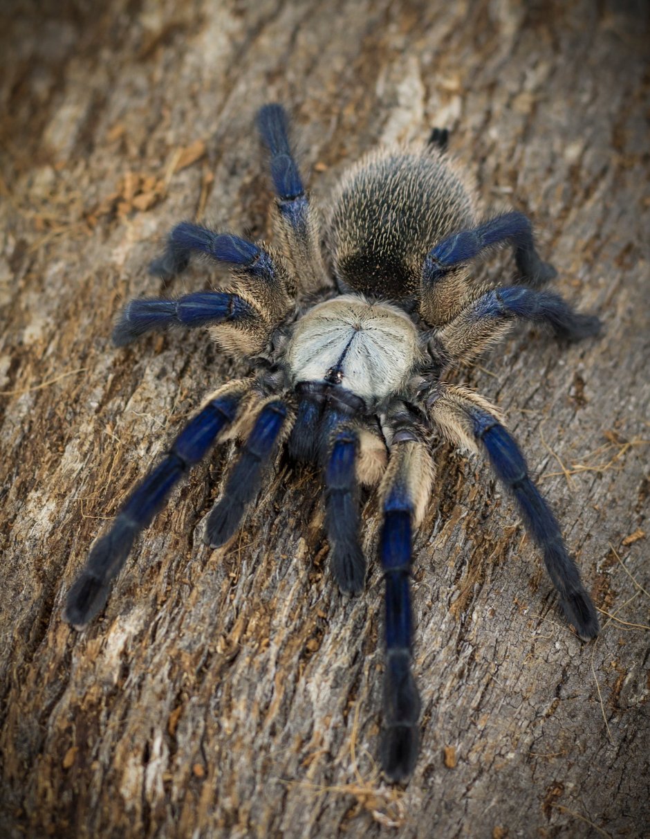 Monocentropus balfouri самец