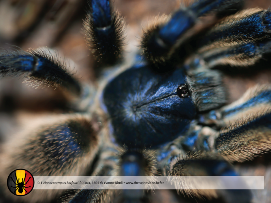 Monocentropus balfouri