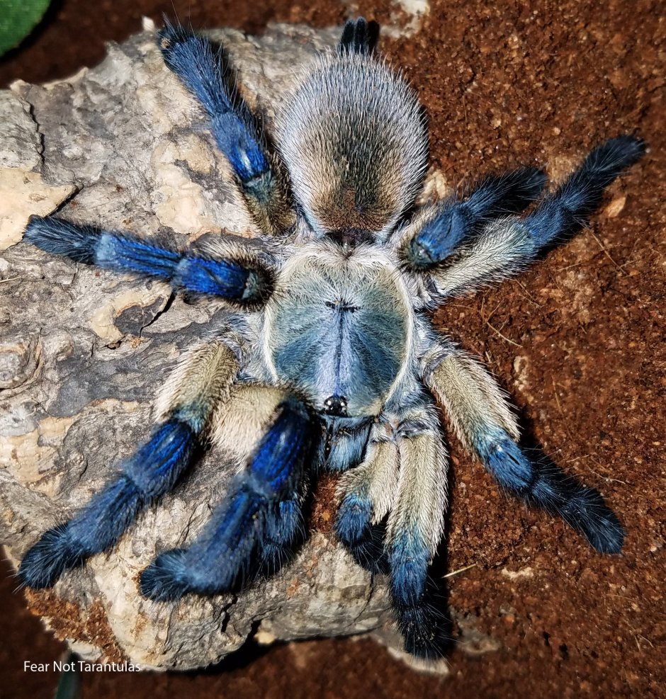 Паук Monocentropus balfouri