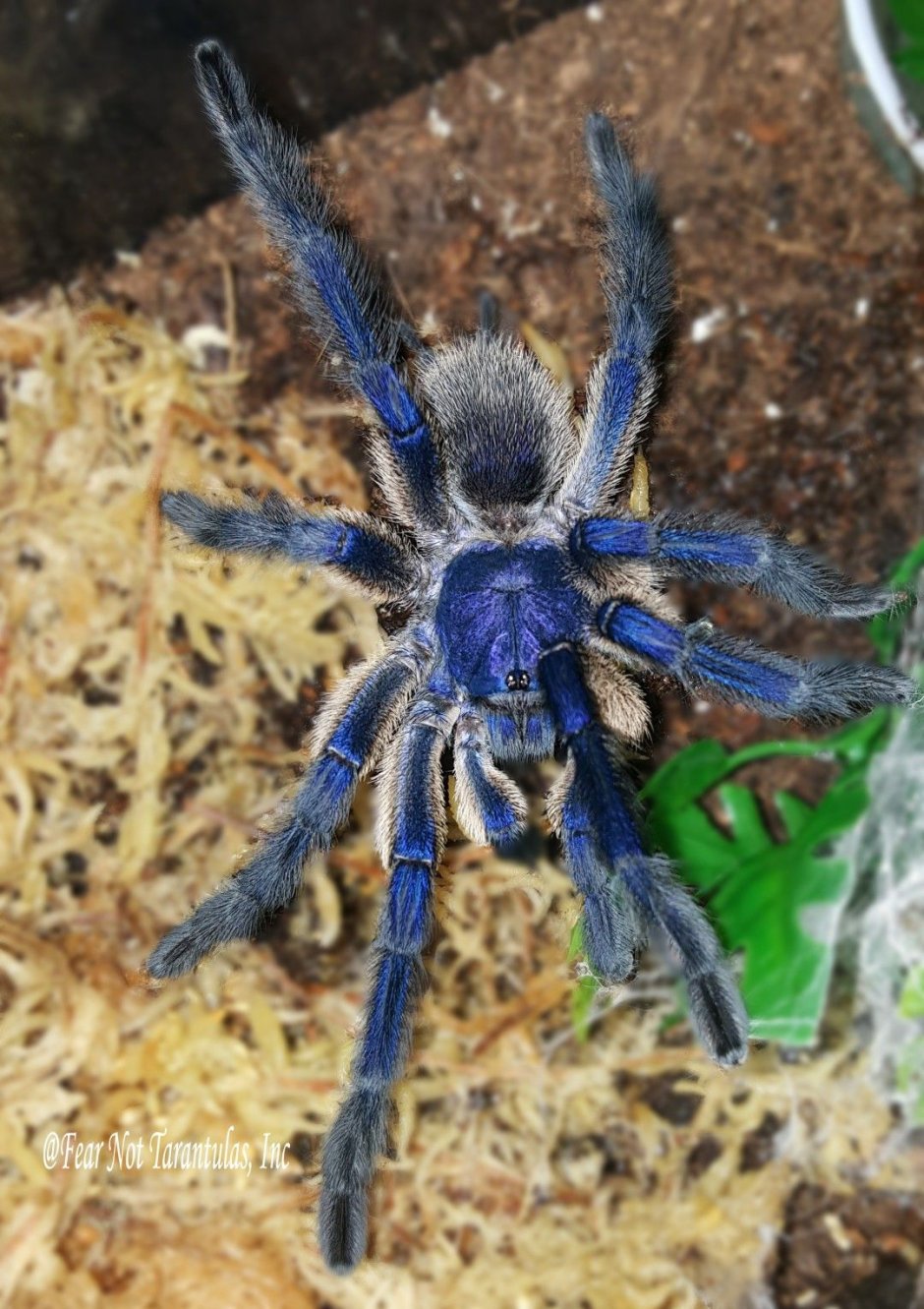 Паук-птицеед Chilobrachys fimbriatus