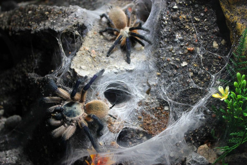 Monocentropus balfouri