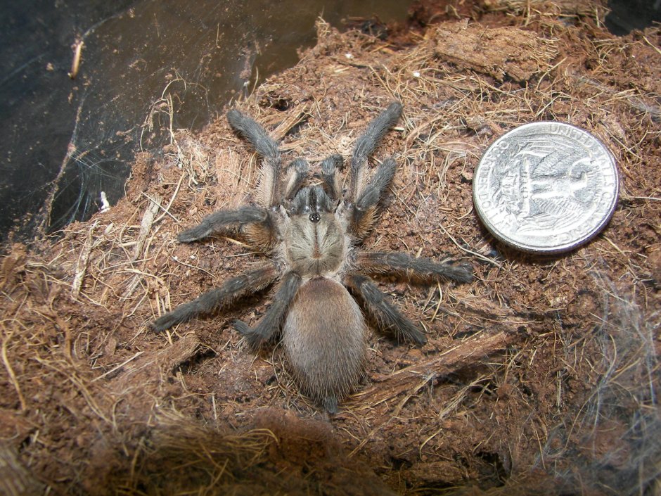 Monocentropus balfouri