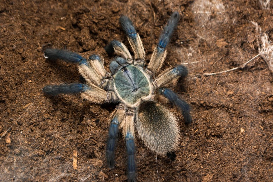 Stromatopelma calceatum