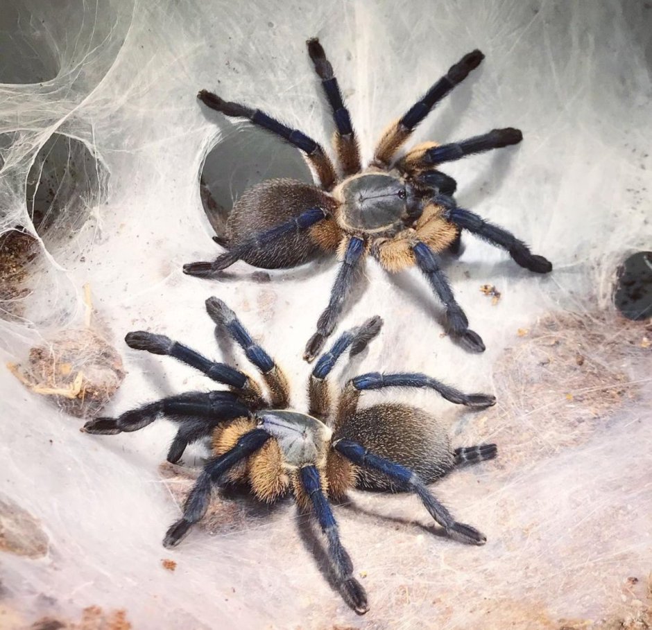 Neoholothele incei «Gold»