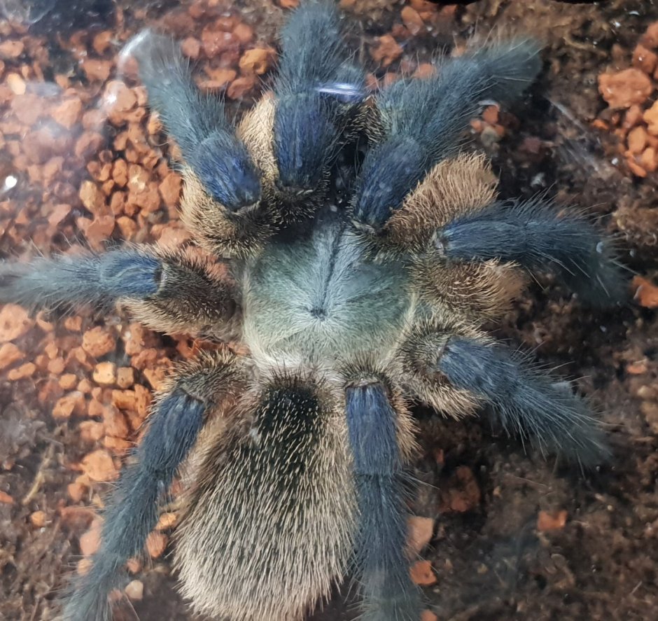 Monocentropus balfouri l4