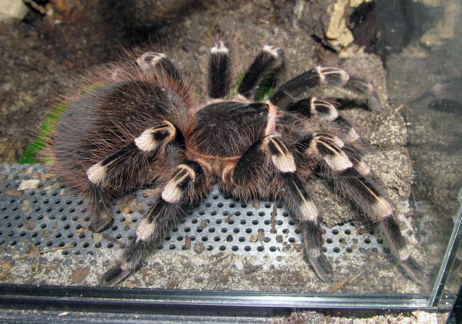 Pterinochilus lugardi