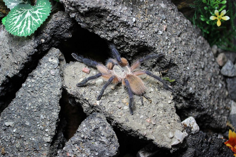 Psalmopoeus Emeraldus