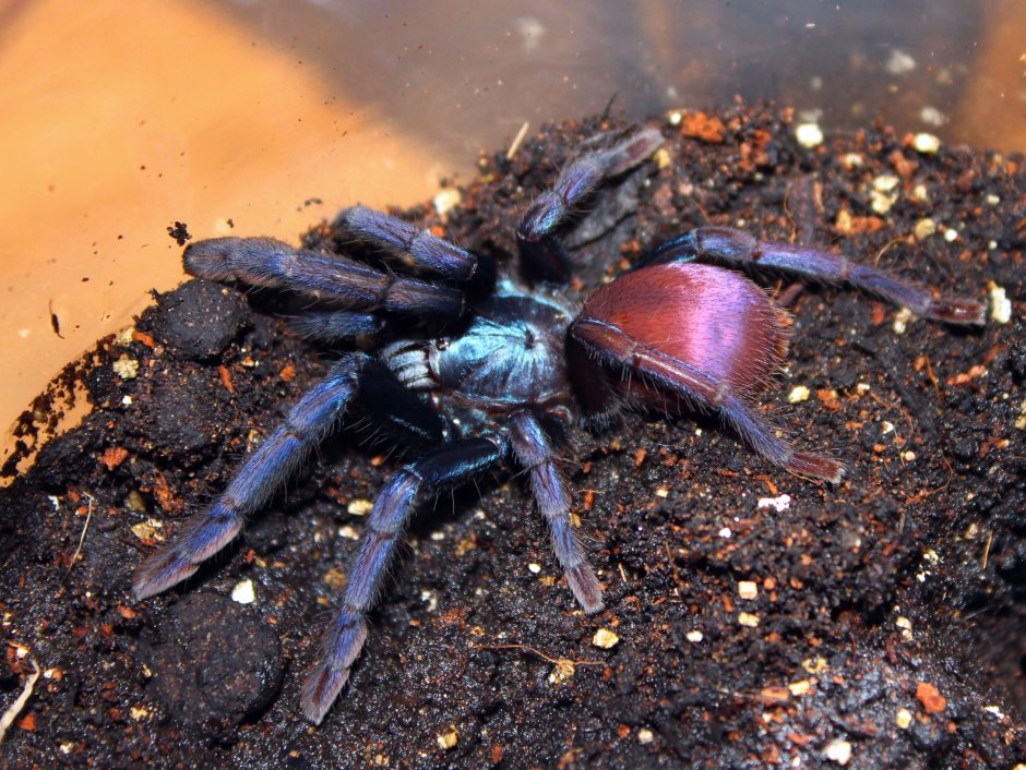 Паук Tapinauchenius Gigas