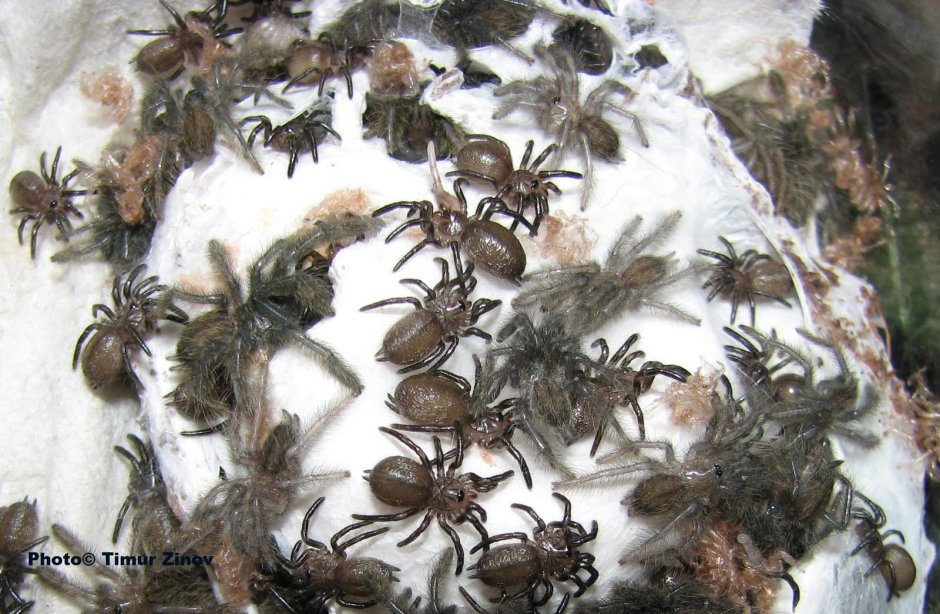 Acanthoscurria geniculata террариум