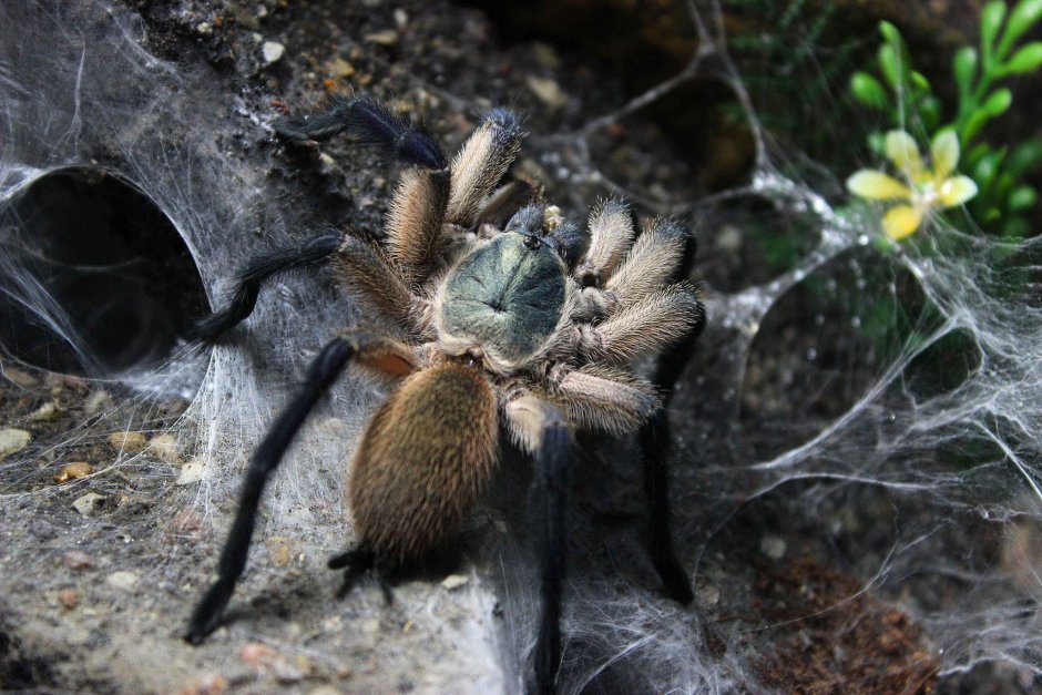 Haploclastus Devamatha