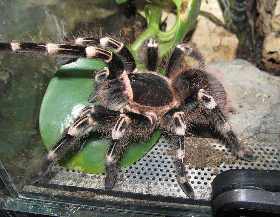 Pamphobeteus platyomma самка