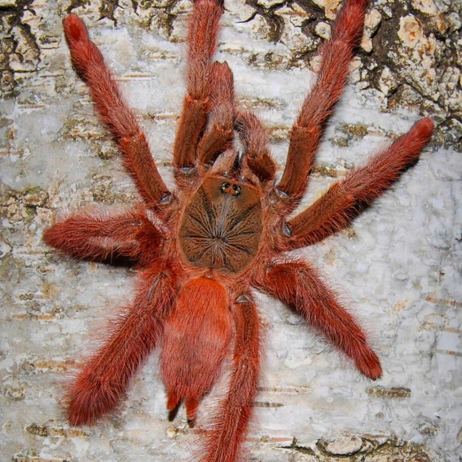 Pterinopelma sazimai самка