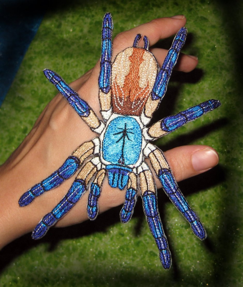 Синий птицеед Poecilotheria Metallica